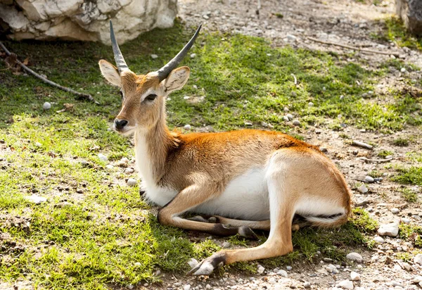 Springbok, Gazelle. A gazela jaz no gramado na savana . — Fotografia de Stock