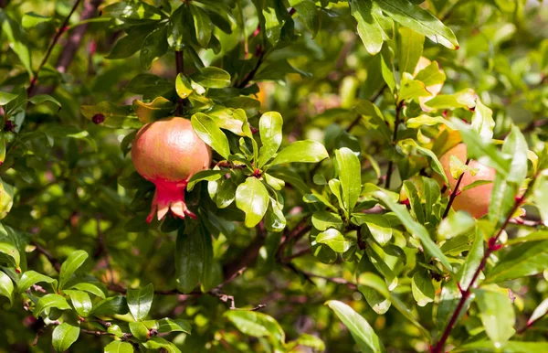 Drobné ovoce granátové jablko na větvi. — Stock fotografie