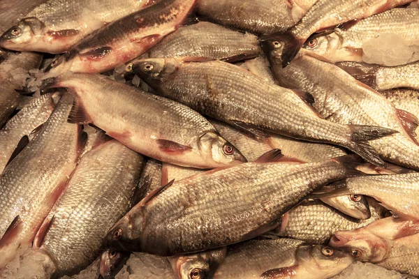 Ψάρια φρέσκα roach, στον πάγο. Ασημί κατσαρίδες. — Φωτογραφία Αρχείου