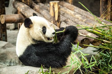 Dev Panda Çin. Panda bambu yiyor