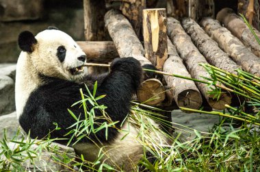 Dev Panda Çin. Panda bambu yiyor