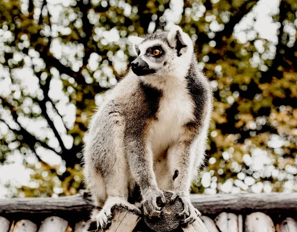 Ein Großer Lemur Sitzt Auf Dem Dach Des Hauses — Stockfoto