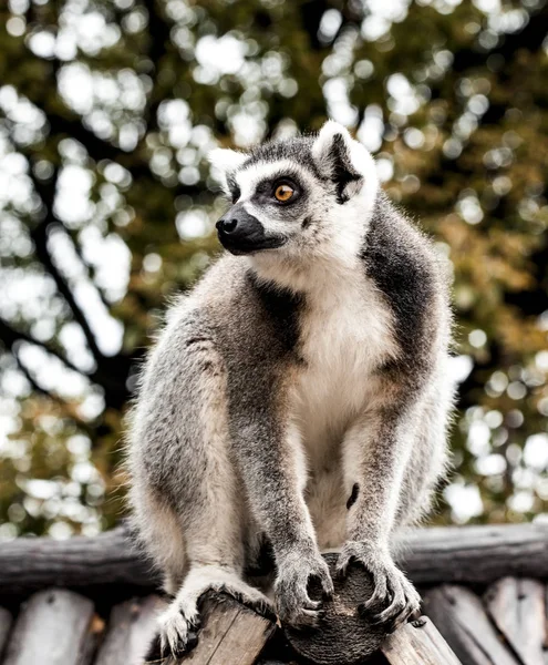 Een Grote Lemur Zit Het Dak Van Het Huis — Stockfoto