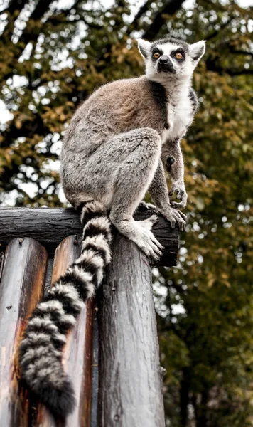 Ein Großer Lemur Sitzt Auf Dem Dach Des Hauses — Stockfoto