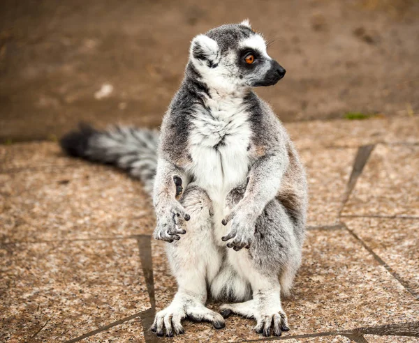 Ein Großer Lemur Sitzt Auf Dem Boden — Stockfoto