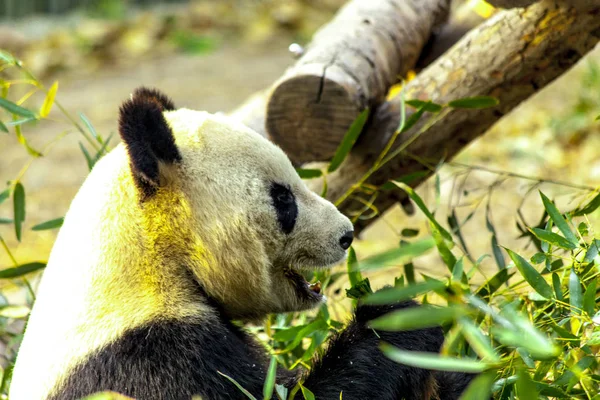 Panda Oso Gigante Come Bambú —  Fotos de Stock