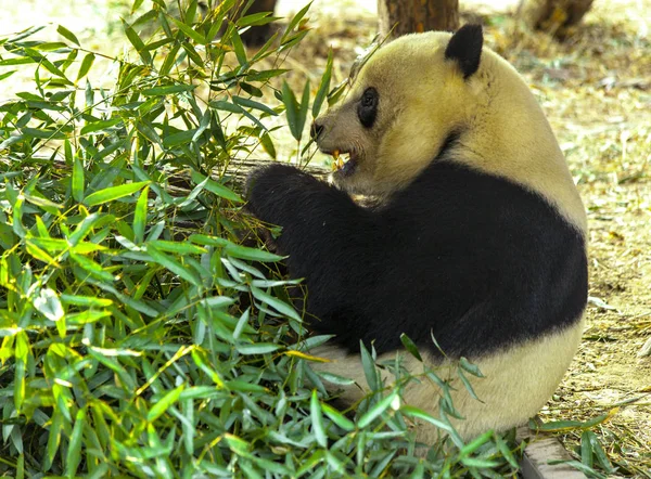 Giant Panda China. Panda eats bamboo