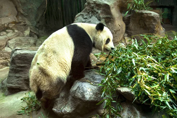 Riesenpanda Porzellan Panda Frisst Bambus — Stockfoto