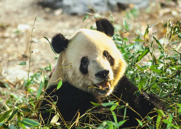 Riesenpanda Porzellan Panda Frisst Bambus — Stockfoto