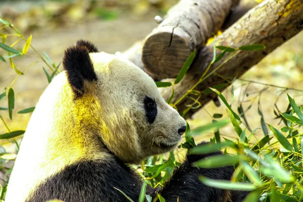 Riesenpanda Porzellan Panda Frisst Bambus — Stockfoto