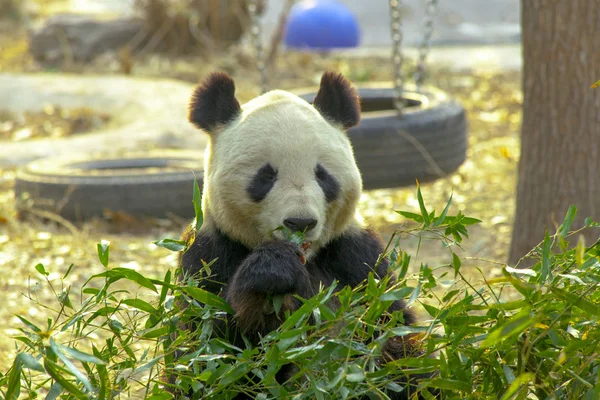 자이언트 판다의 중국입니다 팬더는 대나무를 먹는다 — 스톡 사진