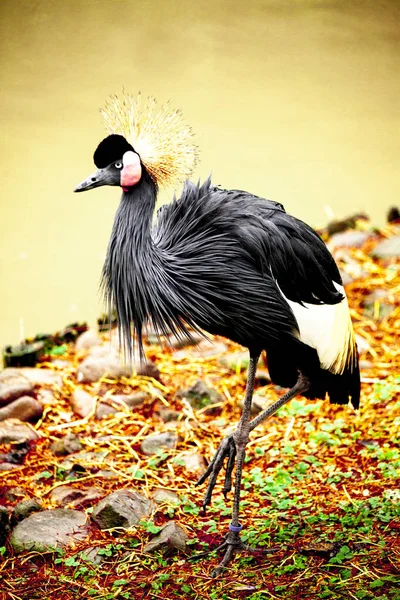 Guindaste preto close-up do rio . — Fotografia de Stock