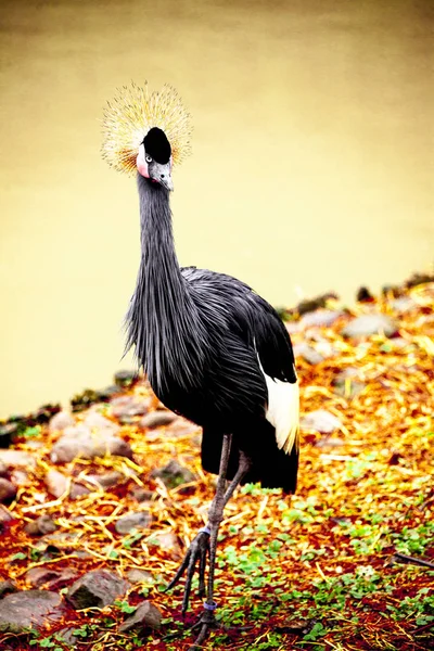 Grue noire gros plan de la rivière . — Photo