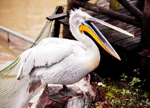 Pelikan aus nächster Nähe am See. — Stockfoto