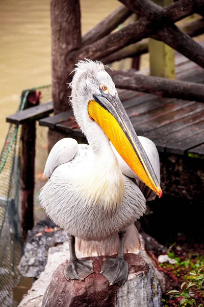 Pelikan aus nächster Nähe am See. — Stockfoto