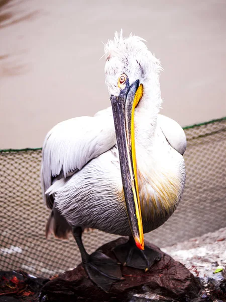 Pelican närbild på sjön. — Stockfoto