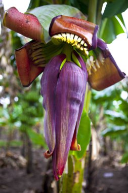 Yumurtalık, bud muz yakın çekim bir şube.