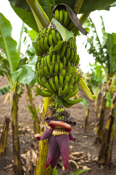 As bananas amadurecem em um ramo . — Fotografia de Stock