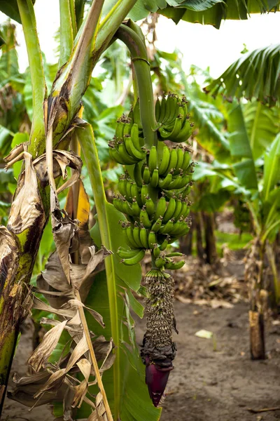 As bananas amadurecem em um ramo . — Fotografia de Stock