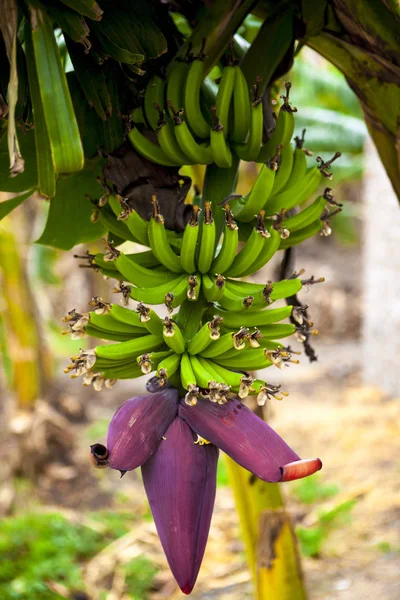 Bananas ripen on a branch. — Stock Photo, Image