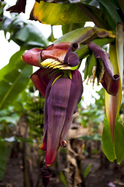 Ovário, broto banana close-up em um ramo . — Fotografia de Stock