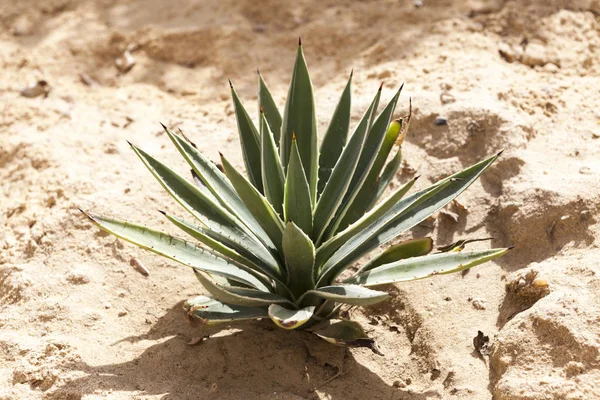 Agave azul para tequila en plantación . — Foto de Stock