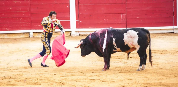 황소와 투우사의 싸움입니다 Corrida Toros — 스톡 사진