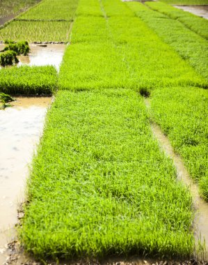 Pirinç tarlası. Hintli çiftçiler incir yetiştirir. Rhys çiftlikleri