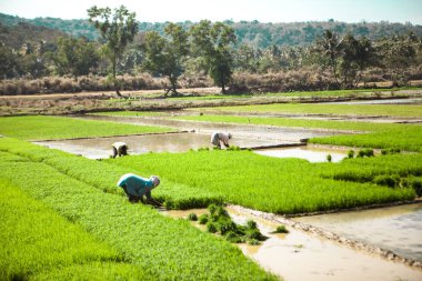 Pirinç tarlası. Hintli çiftçiler incir yetiştirir. Rhys çiftlikleri