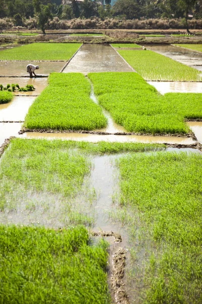 Reisfeld. indische Bauern bauen Feigen an Rhys-Plantagen — Stockfoto