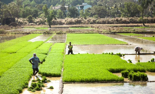 稻田 印度农民种植无花果树。 里斯种植园 — 图库照片