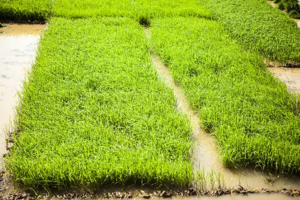 Campo de arroz. Os agricultores da Índia cultivam figo. Plantações de Reno — Fotografia de Stock