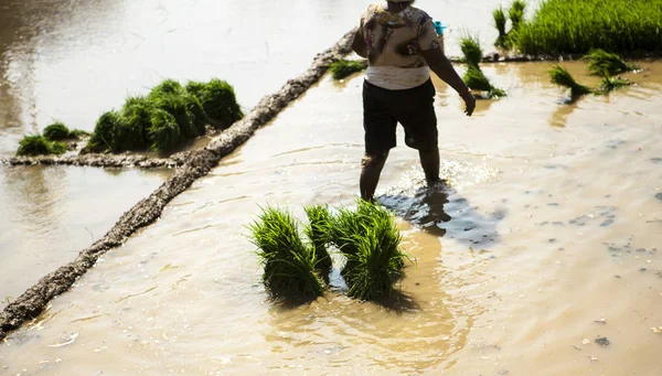 稻田 印度农民种植无花果树。 里斯种植园 — 图库照片