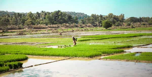 Рисовое поле. Фермеры Индии выращивают инжир. Плантации Риса — стоковое фото