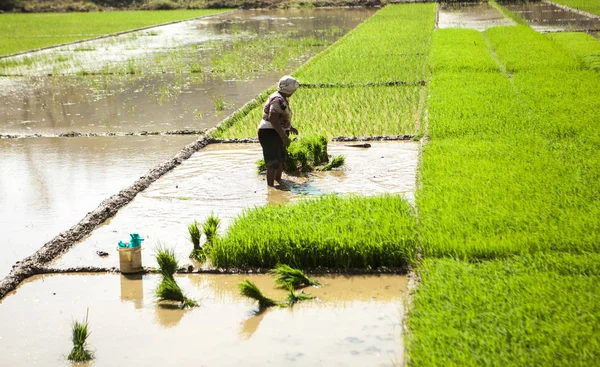 稻田 印度农民种植无花果树。 里斯种植园 — 图库照片