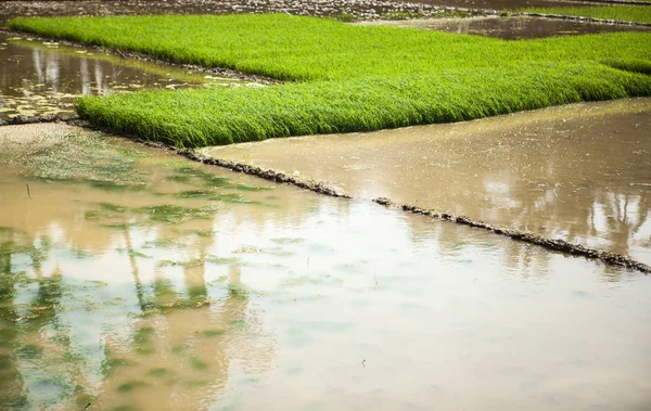 Rice field. India farmers grow fig. Rhys plantations — Stock Photo, Image