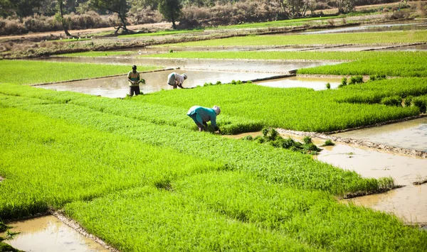 Рисовое поле. Фермеры Индии выращивают инжир. Плантации Риса — стоковое фото
