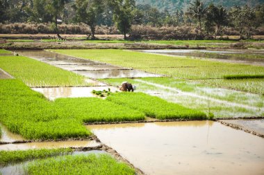 Pirinç tarlası. Hintli çiftçiler incir yetiştirir. Rhys çiftlikleri