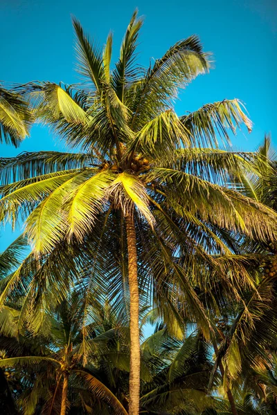 Кола Біч Гоа. South Goa India, Сонячний тропічний пляж. — стокове фото