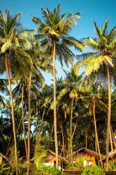 Kola plajı Goa 'sı. Güney Goa Hindistan, güneşli tropik plaj. — Stok fotoğraf