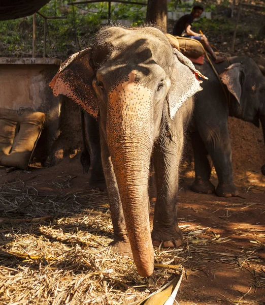Большой Индийский Слон Ест Сахарный Тростник Ферме Индии Гоа — стоковое фото
