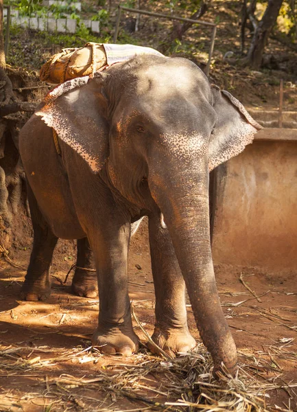 Grande Elefante Indiano Che Mangia Canna Zucchero Una Fattoria India — Foto Stock