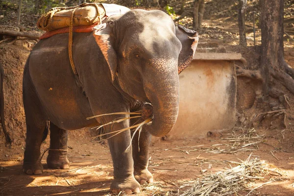 Индийский Слон Сиденьем Перевозки Людей Отдыхающий Ферме Штате Гоа Индия — стоковое фото