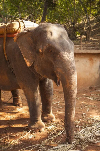 Grande Elefante Indiano Che Mangia Canna Zucchero Una Fattoria India — Foto Stock