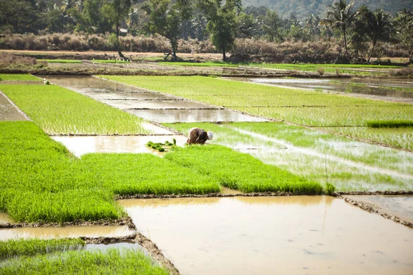 Reisfeld Indien Bauern Bauen Feigen Rhys Plantagen — Stockfoto