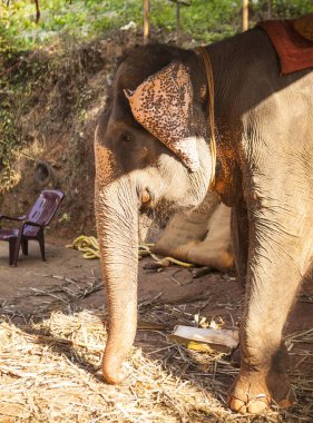 Hindistan 'da bir çiftlikte şeker kamışı yiyen büyük bir Hint fili. Goa