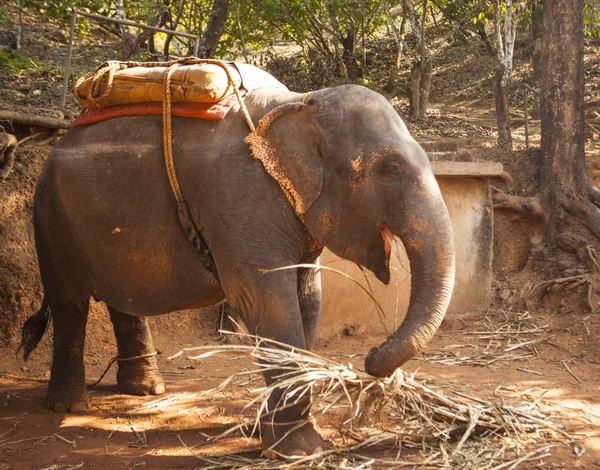 Индийский Слон Сиденьем Перевозки Людей Отдыхающий Ферме Штате Гоа Индия — стоковое фото