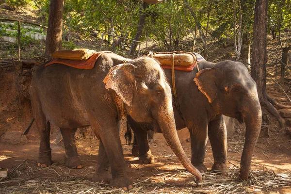 A married couple of Indian elephants. Elephants carry people through the jungle and relax on a farm in the state of Goa, India