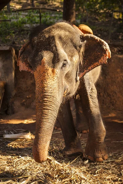 Grande Elefante Indiano Che Mangia Canna Zucchero Una Fattoria India — Foto Stock