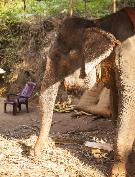 Большой Индийский Слон Ест Сахарный Тростник Ферме Индии Гоа — стоковое фото